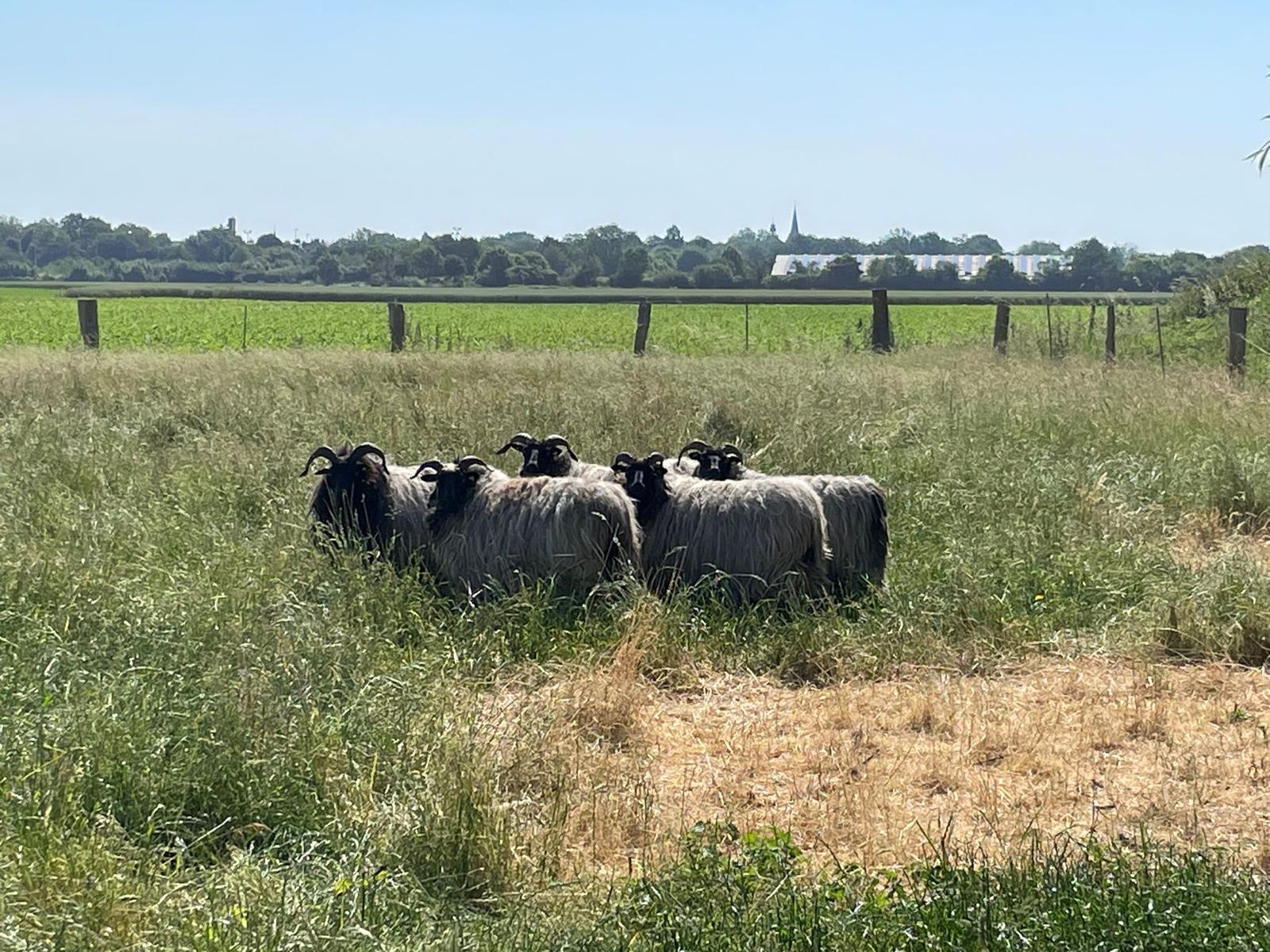 Eindruck vom Schmeddershof